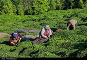 خرید تضمینی برگ سبز چای تا 10 آبان تمدید شد