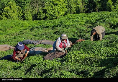  خرید تضمینی برگ سبز چای تا ۱۰ آبان تمدید شد 