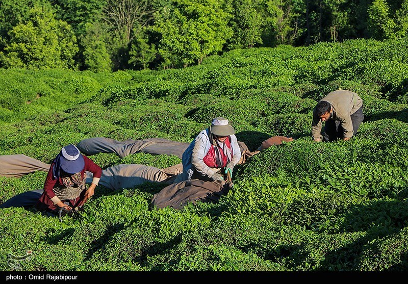 خرید تضمینی برگ سبز چای تا 10 آبان تمدید شد