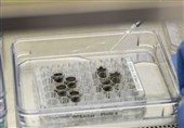 Scientists Successfully Grow Plants in Lunar Soil