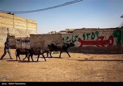 مصائب گاومیش‌داری در روستای پیچ سید جابر - خوزستان 