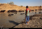مصائب گاومیش‌داری در روستای پیچ سید جابر - خوزستان 