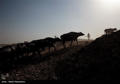 مصائب گاومیش‌داری در روستای پیچ سید جابر - خوزستان 