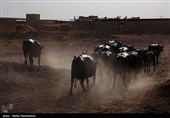 مهار 70 راس احشام سنگین قاچاق در مرزهای سیستان