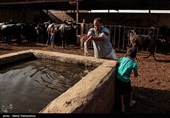 مصائب گاومیش‌داری در روستای پیچ سید جابر - خوزستان 