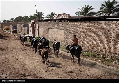 مصائب گاومیش‌داری در روستای پیچ سید جابر - خوزستان 