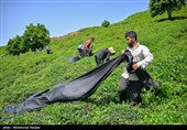 پرداخت تسهیلات ارزان قیمت برای اصلاح باغ های چای کشور