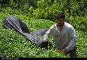 افت 13 درصدی تولید برگ سبز چای به دلیل کاهش بارندگی