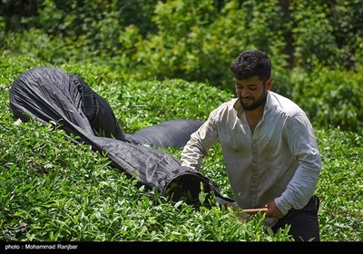 نخستین جشنواره چای شهرستان املش