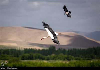  پرنده‌نگری و اکوتوریسم چاره‌ساز نجات "پرندگان مهاجر" 