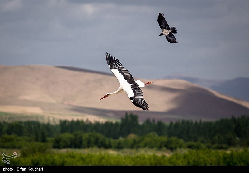 پرنده‌نگری و اکوتوریسم چاره‌ساز نجات &quot;پرندگان مهاجر&quot;
