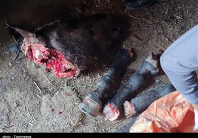 تسنیم خبر می‌دهد| ذبح گوشت اسب در یکی از روستاهای ‌قروه/ دامپزشکی مانع ورود این گوشت به سفره مردم شد + تصاویر