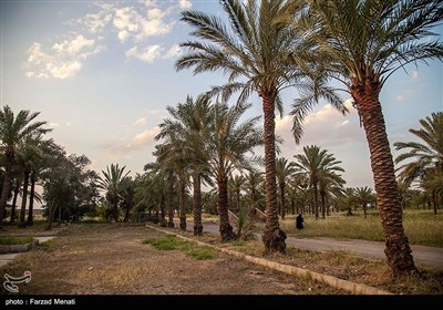 قصرشیرین شهر نخلهای سربریده