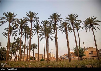 قصرشیرین شهر نخلهای سربریده