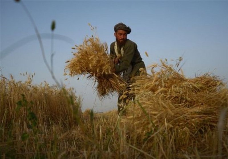 87 هزار تن گندم مازاد نیاز کشاورزان اردبیلی خریداری شده است
