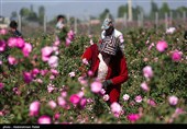 برداشت گل محمدی از مزارع استان همدان