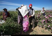 برداشت گل محمدی از مزارع استان همدان