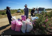 برداشت گل محمدی از مزارع استان همدان
