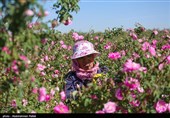 برداشت گل محمدی از مزارع استان همدان