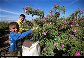 برداشت گل محمدی از مزارع استان همدان