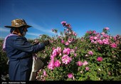 برداشت گل محمدی از مزارع استان همدان