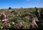 برداشت گل محمدی از مزارع استان همدان