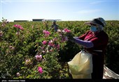 برداشت گل محمدی از مزارع استان همدان