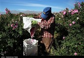 برداشت گل محمدی از مزارع استان همدان