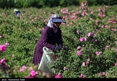 برداشت گل محمدی از مزارع استان همدان