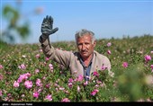 برداشت گل محمدی از مزارع استان همدان
