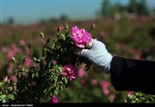 برداشت گل محمدی از مزارع استان همدان