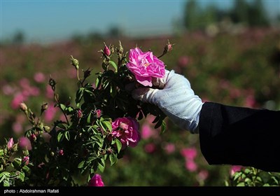 برداشت گل محمدی از مزارع استان همدان