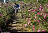 برداشت گل محمدی از مزارع استان همدان