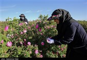 برداشت گل محمدی از مزارع استان همدان