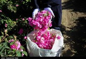 برداشت گل محمدی از مزارع استان همدان