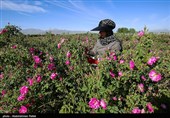 برداشت گل محمدی از مزارع استان همدان