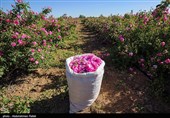 برداشت گل محمدی از مزارع استان همدان