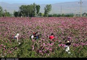 گزارش تسنیم از برداشت گل محمدی در شمال استان مازندران/ شمیم عطر بهشتی در دشت‌های کوهستانی + فیلم