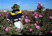 برداشت گل محمدی از مزارع استان همدان