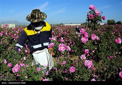 برداشت گل محمدی از مزارع استان همدان