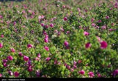 برداشت گل محمدی از مزارع استان همدان