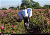 برداشت گل محمدی از مزارع استان همدان
