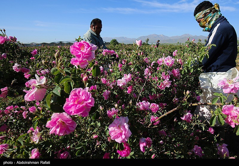 برداشت گل‌ محمدی از مزارع استان کردستان/ محصولی که باعث رونق اقتصادی و درآمدزایی شده است