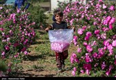 برداشت گل محمدی از مزارع استان همدان