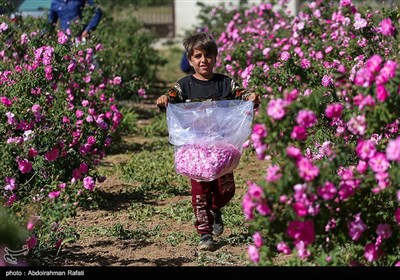 برداشت گل محمدی از مزارع استان همدان