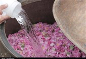 ثبت آیین گلاب‌گیری بروجرد در فهرست رویدادهای گردشگری ایران
