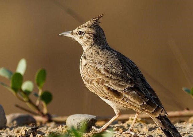 شناسایی 5 گونه جدید پرنده در منطقه یخاب ابوزیدآباد آران و بیدگل
