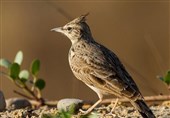 شناسایی 5 گونه جدید پرنده در منطقه یخاب ابوزیدآباد آران و بیدگل