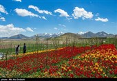 مزرعه گل های لاله در روستای اسپره خون تبریز