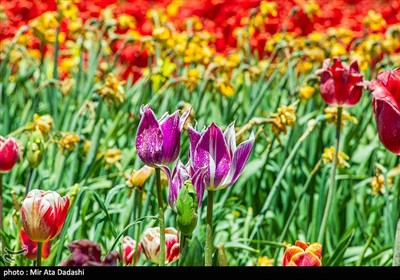 مزرعه گل های لاله در روستای اسپره خون تبریز